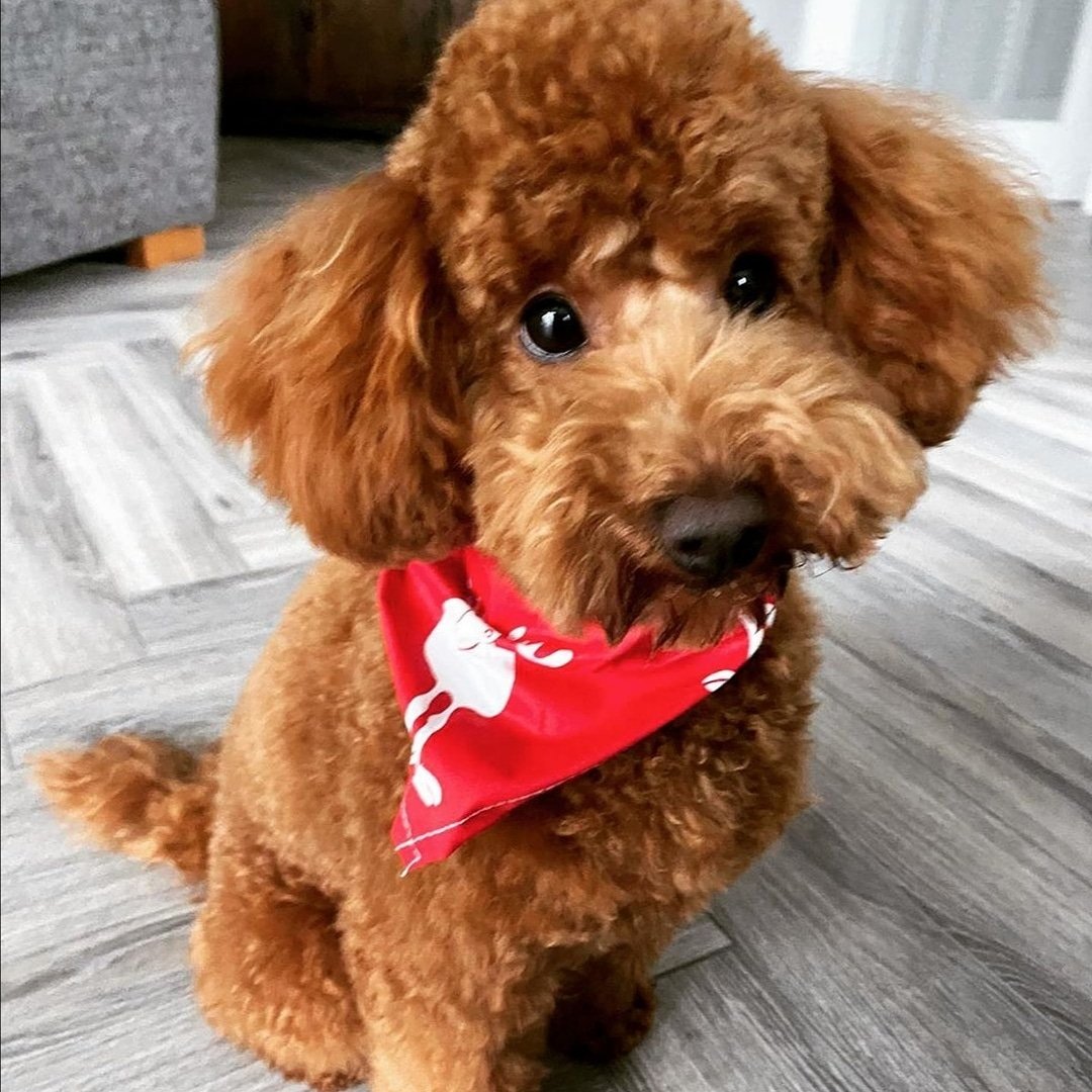 MuttzforCutz's tweet photo. 💙💙💙 Sweet Ickle Kevin 💙💙💙 https://t.co/ki9kBSxwPh