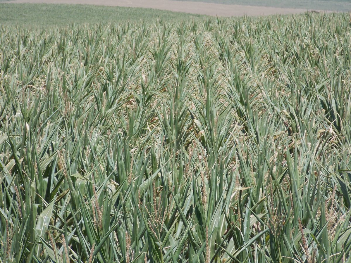 EduardoVanin4's tweet photo. This is not pineapple crop. Its corn in the south of Brazil. They say 40% crop fall... at least. https://t.co/RPWMXWDZQV