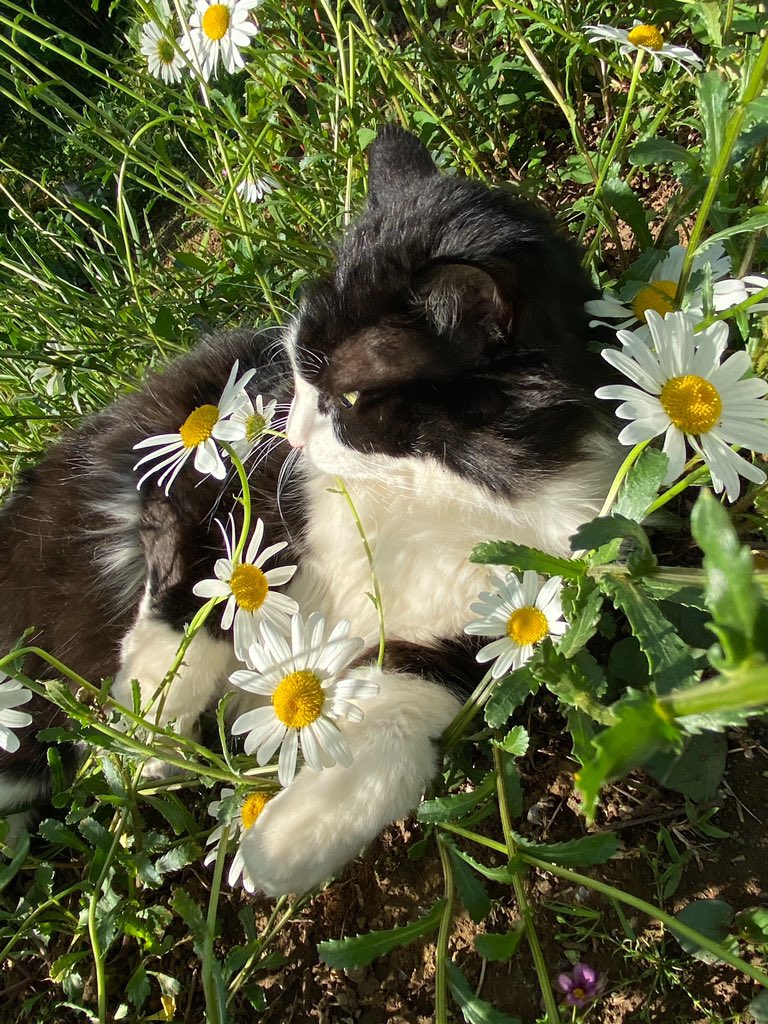 実家の猫 Twitter Search Twitter