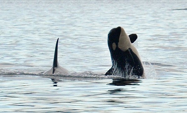 The Whale Museum tweet media