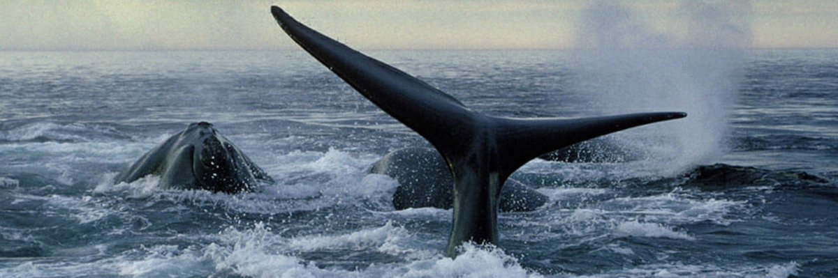 Sad news on the #rightwhale front: Just learned that the first calf known to be born this breeding season has been found dead on the Outer Banks of North Carolina. It's unclear how it died, but it appears to have just been born.