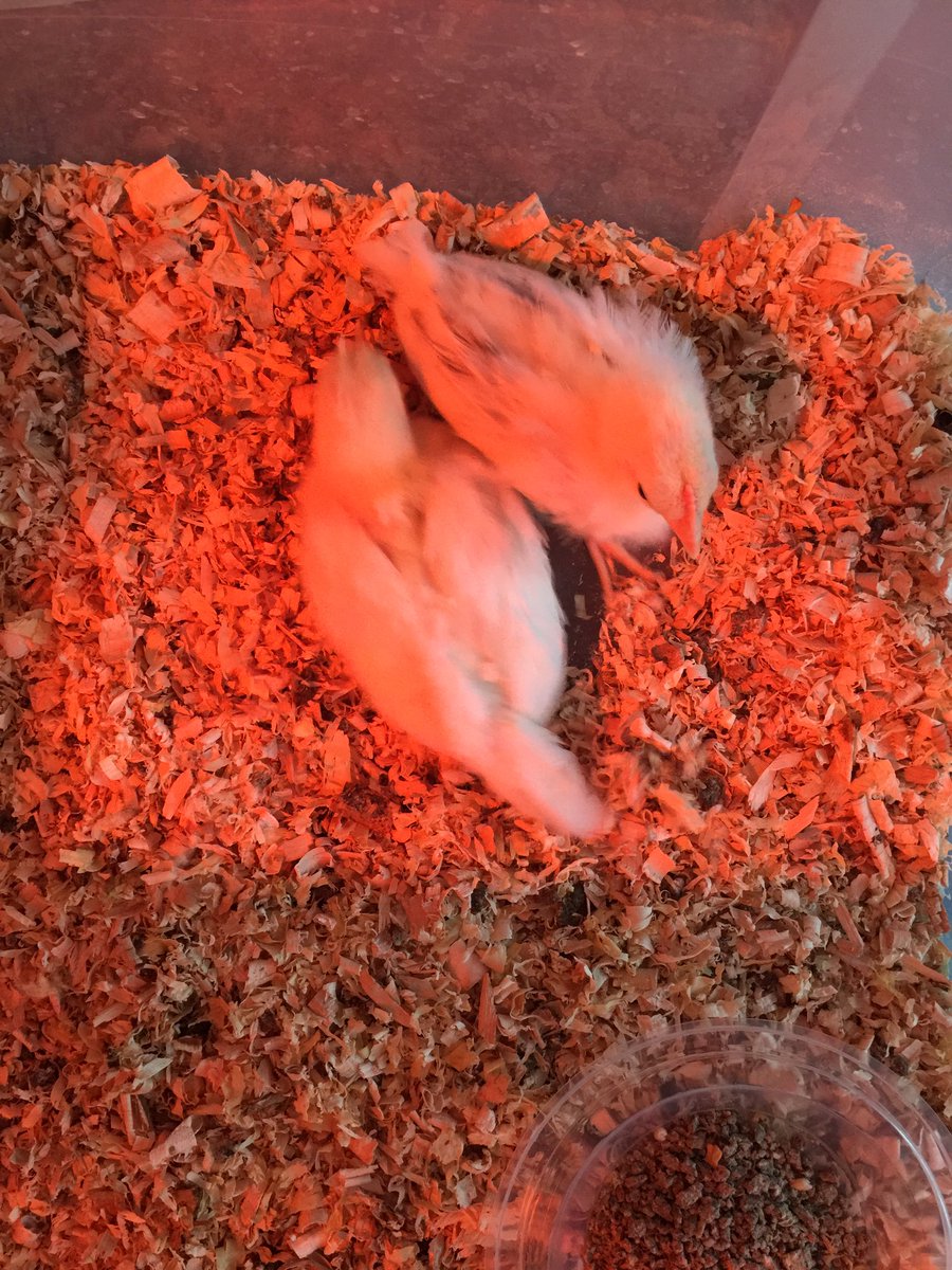 Poni3kj's tweet image. Our first set of chicks were delivered to a DCE family farm for rehoming after living at DCE since they were just eggs. They are quite happy in their new home. #CISDScienceRocks