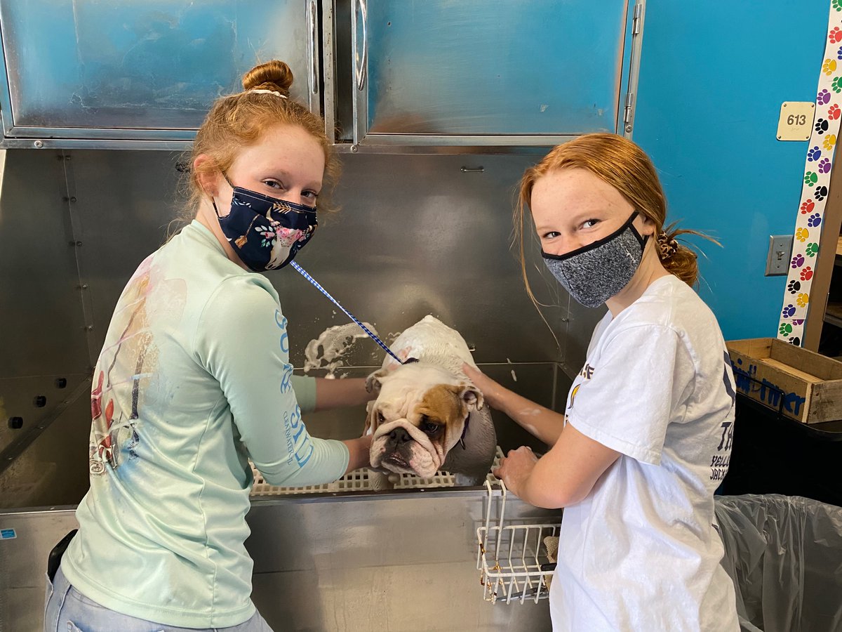 SteinbrennerFfa's tweet photo. Veterinary assisting students get hands on experience working with GSHS teacher’s dogs. They get to bathe the dogs, practice trimming nails &amp; cleaning ears. And get to practice their restraints they’ve learned in class! #steinbrennerffa #dogspa #veterinaryassisting #handson https://t.co/nwF3jnn3QP