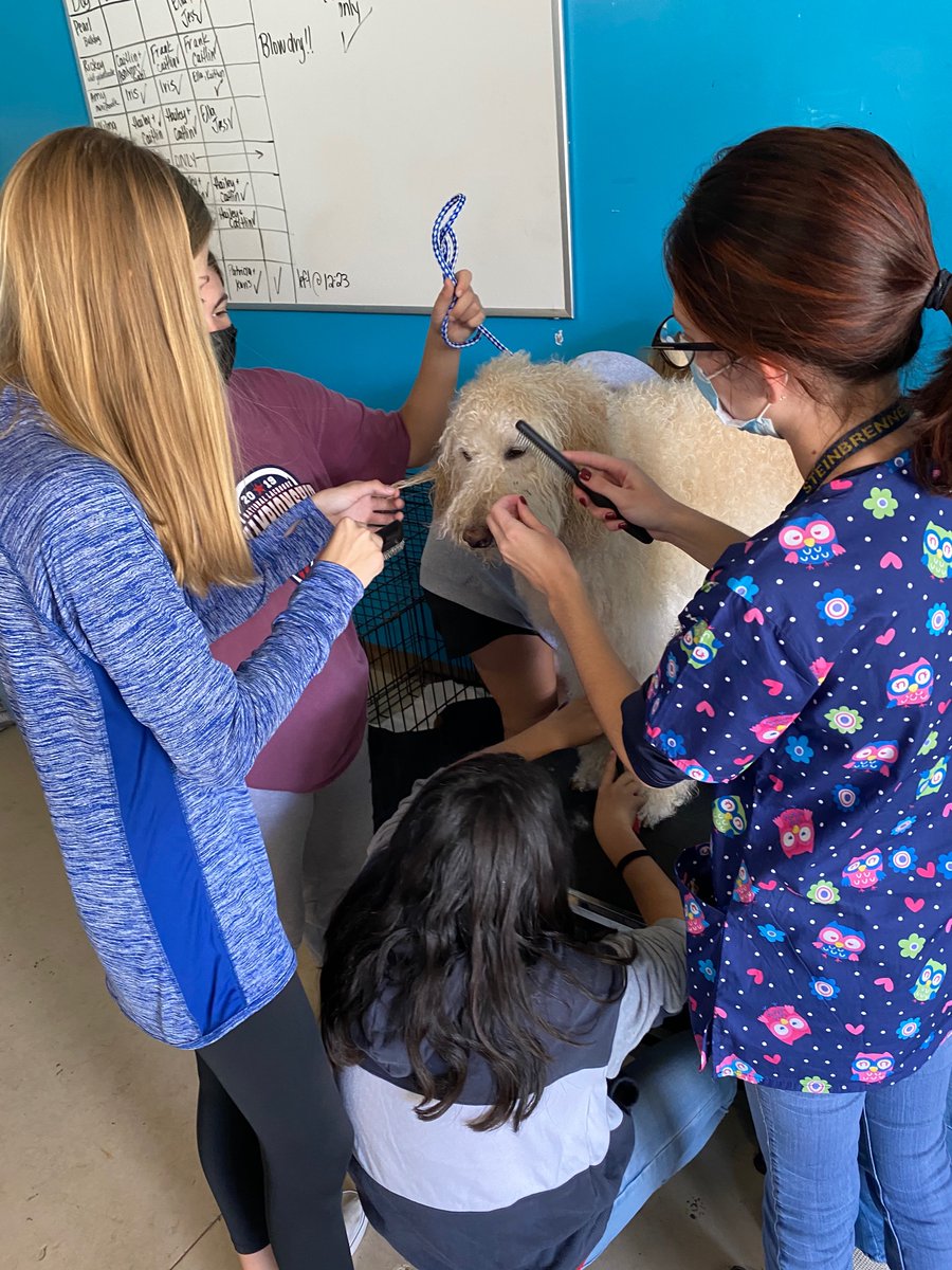 SteinbrennerFfa's tweet photo. Veterinary assisting students get hands on experience working with GSHS teacher’s dogs. They get to bathe the dogs, practice trimming nails &amp; cleaning ears. And get to practice their restraints they’ve learned in class! #steinbrennerffa #dogspa #veterinaryassisting #handson https://t.co/nwF3jnn3QP