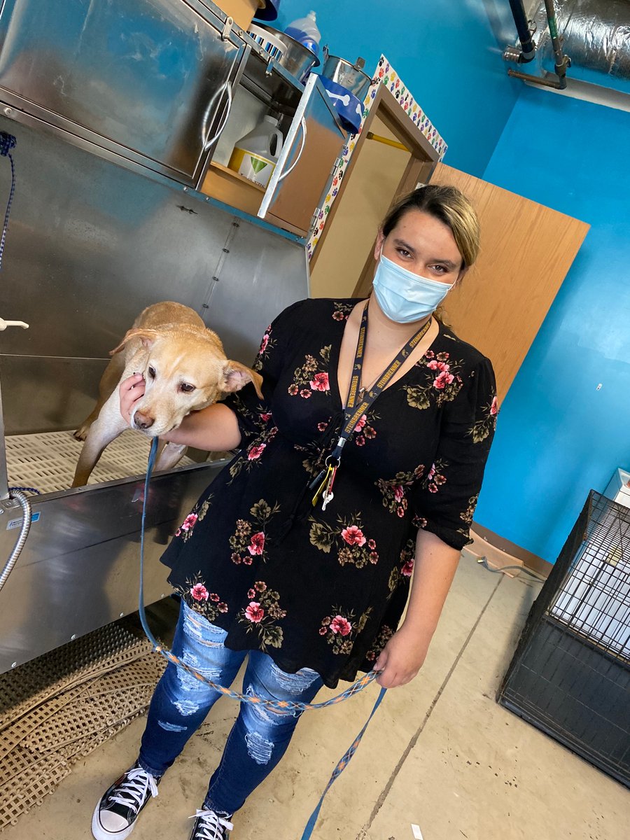SteinbrennerFfa's tweet photo. Veterinary assisting students get hands on experience working with GSHS teacher’s dogs. They get to bathe the dogs, practice trimming nails &amp; cleaning ears. And get to practice their restraints they’ve learned in class! #steinbrennerffa #dogspa #veterinaryassisting #handson https://t.co/nwF3jnn3QP