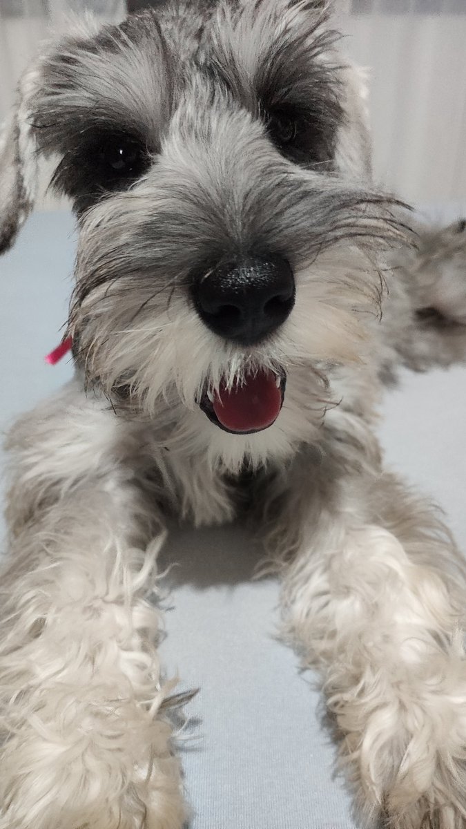 AleKunz's tweet photo. Tá pra nascer cachorra mais mimada 😍❤️ #mimomesmo #chorona #schnauzer https://t.co/r1iCmFLQhC