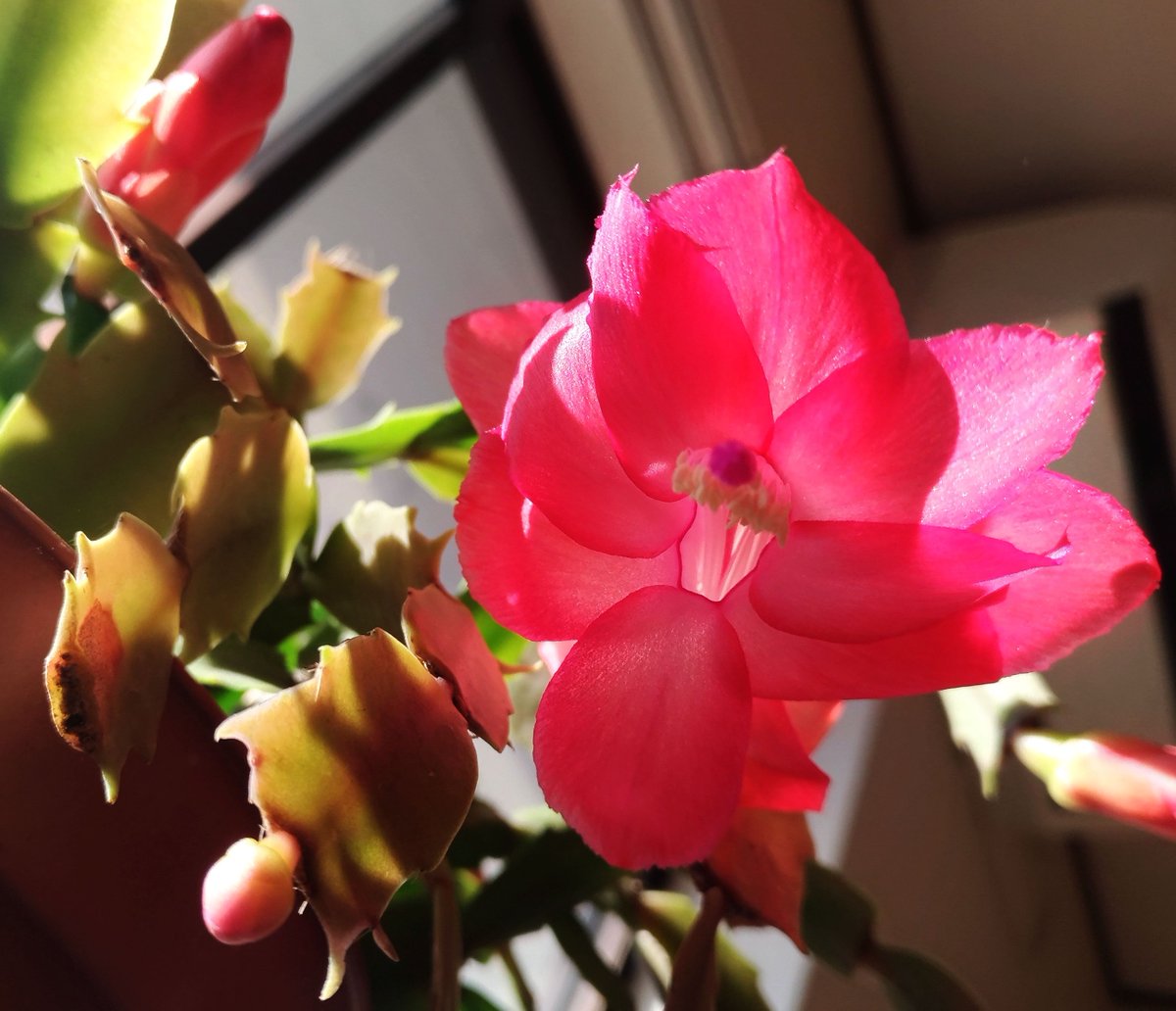 こころんグリーン シャコバサボテンの花が開きました 花の真下から撮ってみました ピンクの花がとても綺麗です シャコバサボテン ピンクの花 多肉植物 秋の花 秋 園芸品種 園芸 ガーデニング 熊本市南区 熊本