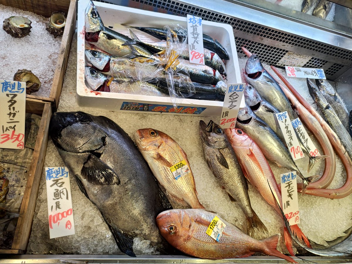 Moto Sato 夜は内食 怖さを知っていてもタタキを食べてしまう あとはアカヤガラとか ホタ アオダイ とか バショウカジキとか 地の魚はおもしろい