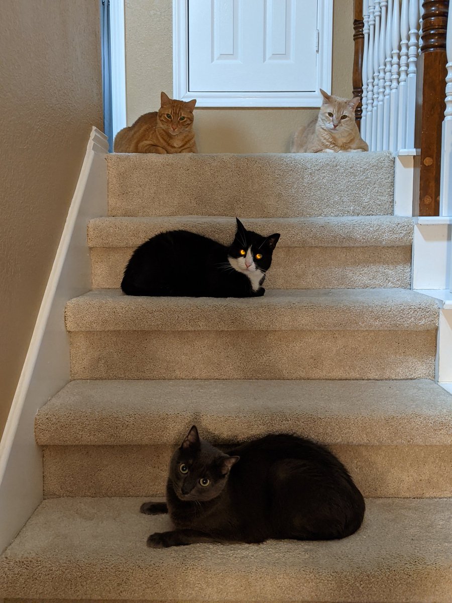 RachelSandidge's tweet photo. What, what? All four kitties in one picture?! https://t.co/HePazdQrKF