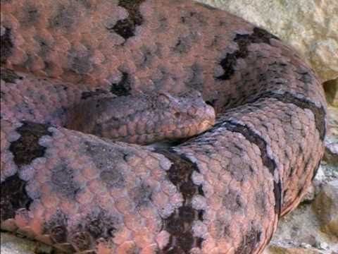random_snakes's tweet photo. There are a lot of very stupid people in America #AndImNotEvenSorry for being an American and saying it. Many Americans are gullible, selfish, childish people who need less fairy tales and more science facts.

There are 32 species and 83 subspecies of rattlesnakes in the USA. https://t.co/4E36CfSVeQ