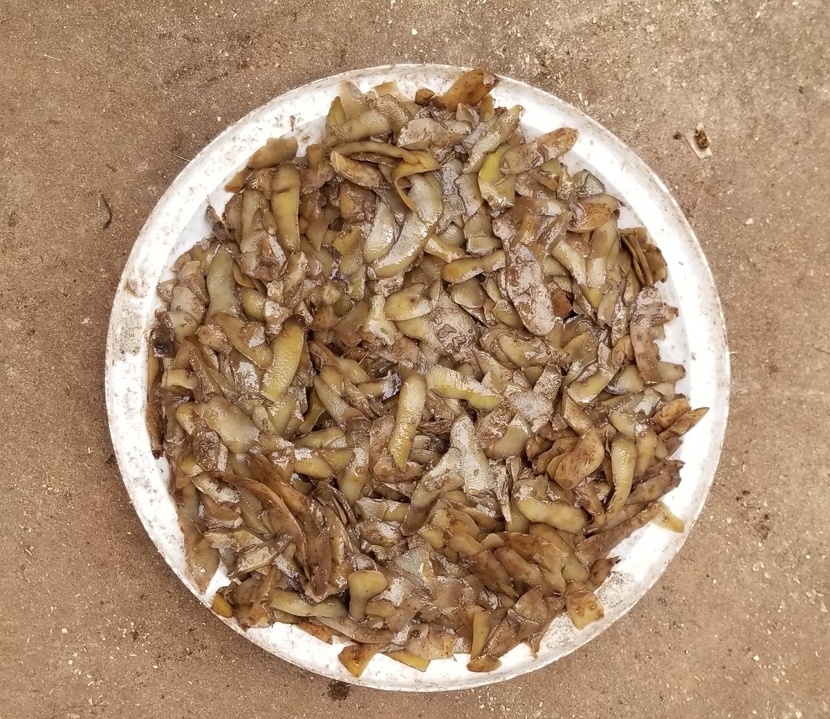 ..and mixes them with kidogo feeds.