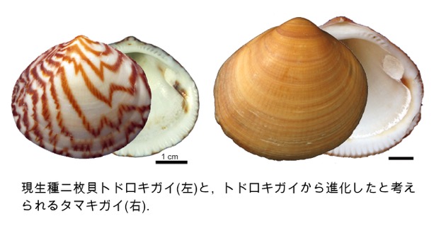 【fossil】二枚貝８３種類タマガイ科他４１種類フトコロガイ科他４３種類 fossil様専用】二枚貝83種類タマガイ科他41種類フトコロガイ