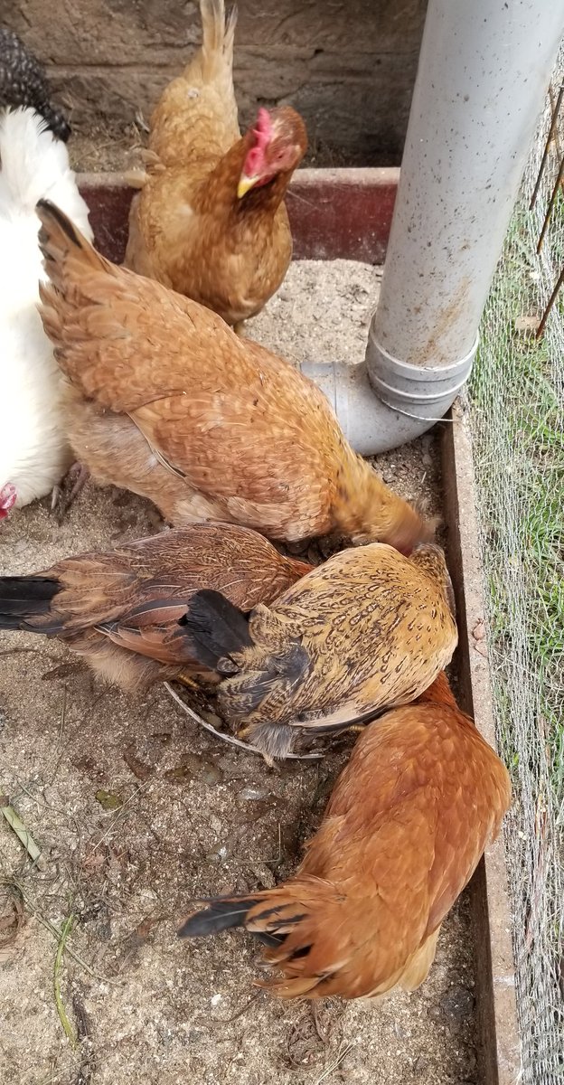 Everyone loves it  &ndash; bei  Imara Daima