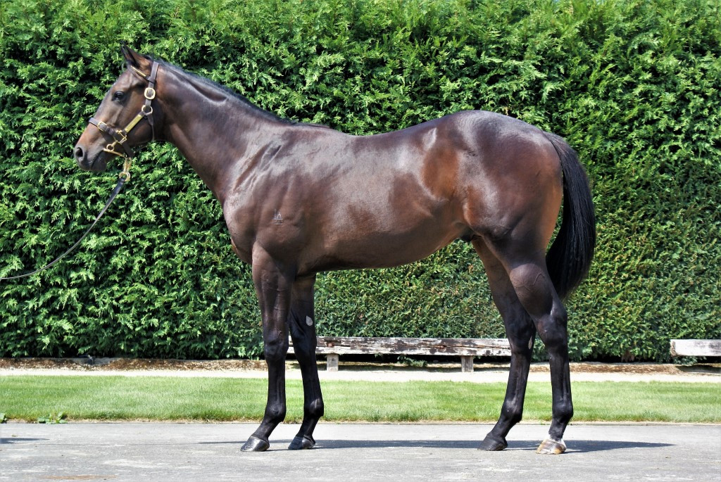 NZTM_TWEET's tweet photo. In Singapore the New Zealand bred #SureWillDo (4g Per Incanto-Eloa) has got his second win at his second start tonight for kiwi trainer Stephen Gray @copperbelt_stc He was sold by @littleavondale at the 2018 @KarakaChat Book 1 Sale for $210,000   #VisitInvestWin https://t.co/vnFuScJBqk