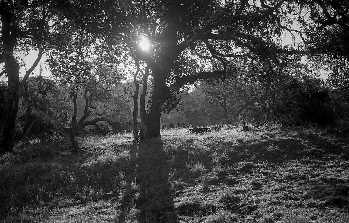 kahickey's tweet photo. Because all of us have more time, I finally tried out some old B&W cameras that a friend gave me. #blackandwhite #photography #pellix #film https://t.co/n5nAed79yu