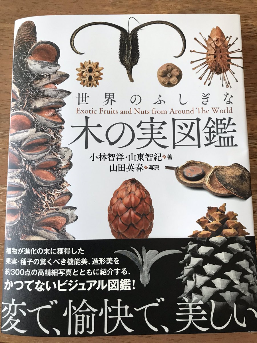まゆ 世界のふしぎな木の実図鑑 うみねこ博物堂さんで購入 ビーチコーミングで拾う海豆 木の実が載ってて眺めて嬉しい 返す刀で店に戻って木の実買いたくなる循環 まゆ 世界のふしぎな木の実図鑑 うみねこ博物堂さんで購入 ビーチコーミングで拾う海豆 木の実が載ってて眺めて嬉しい 返す刀で店に戻って木の実買いたくなる循環