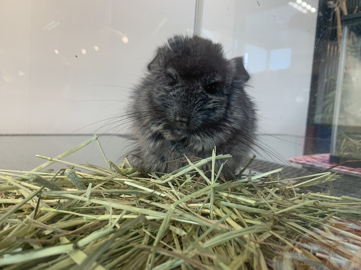 ふくろうカフェricky仙台店スタッフ 中山住宅展示場オープン致しました アンケートご回答でうさぎさんにご飯あげられちゃいます もっふもふのチンチラさんとお待ちしてますね ゆきの