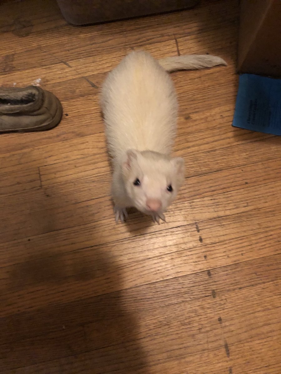 ObservantFerret's tweet image. Mozart wants me to take him outside to play in the snow. I had to deny that request...🌨 #FerretFriday