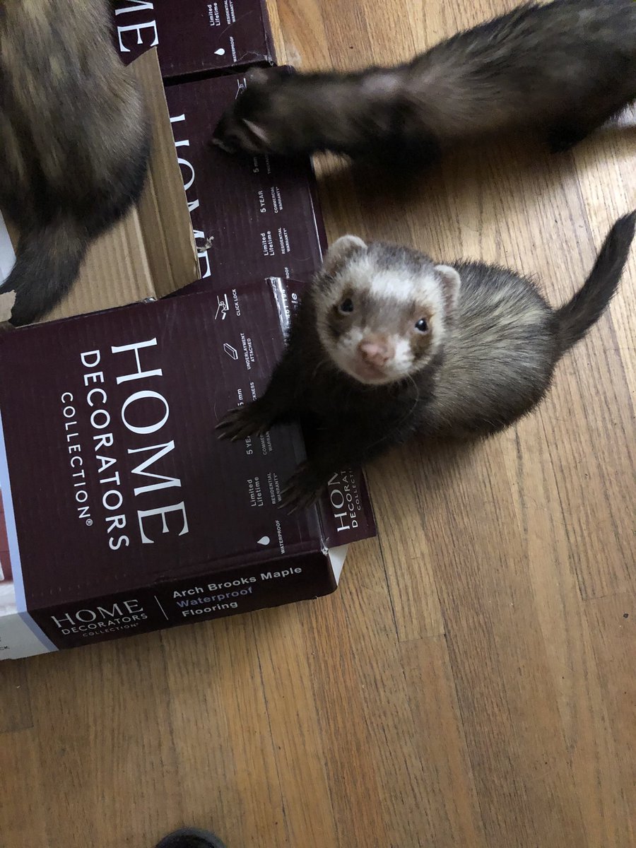 ObservantFerret's tweet image. This is Baby Bear. He enjoys snuggling, fooling, and interior design. #FerretFriday