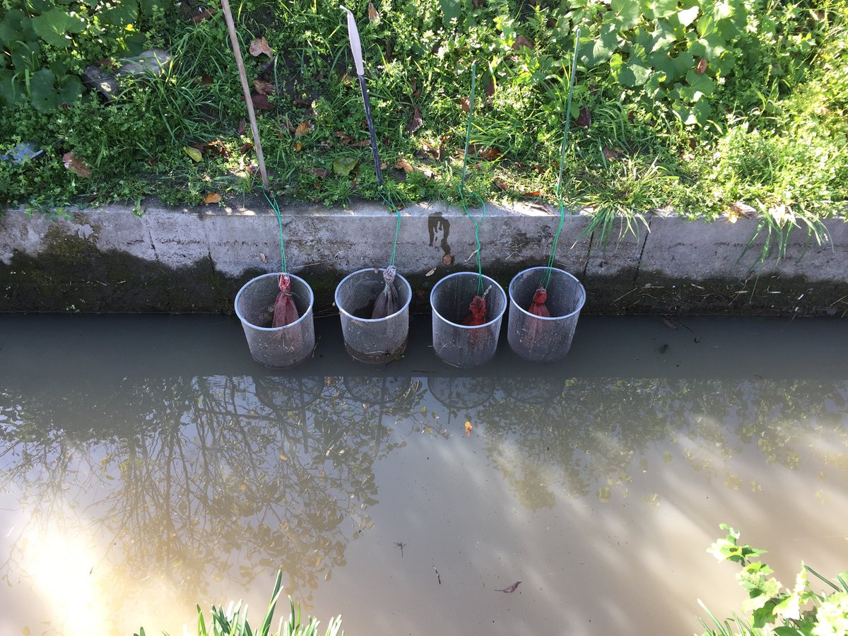 溝上広行 川﨑鍛冶屋で修行中 佐賀県白石町 昨日のクリーク 透明度は戻らない 水温低いからタニシの活動が鈍いのだろう むしろ隣の区画の方が綺麗 ゴミも回収 佐賀県 杵島郡 白石町 クリーク 水質浄化 タニシ ゴミ拾い