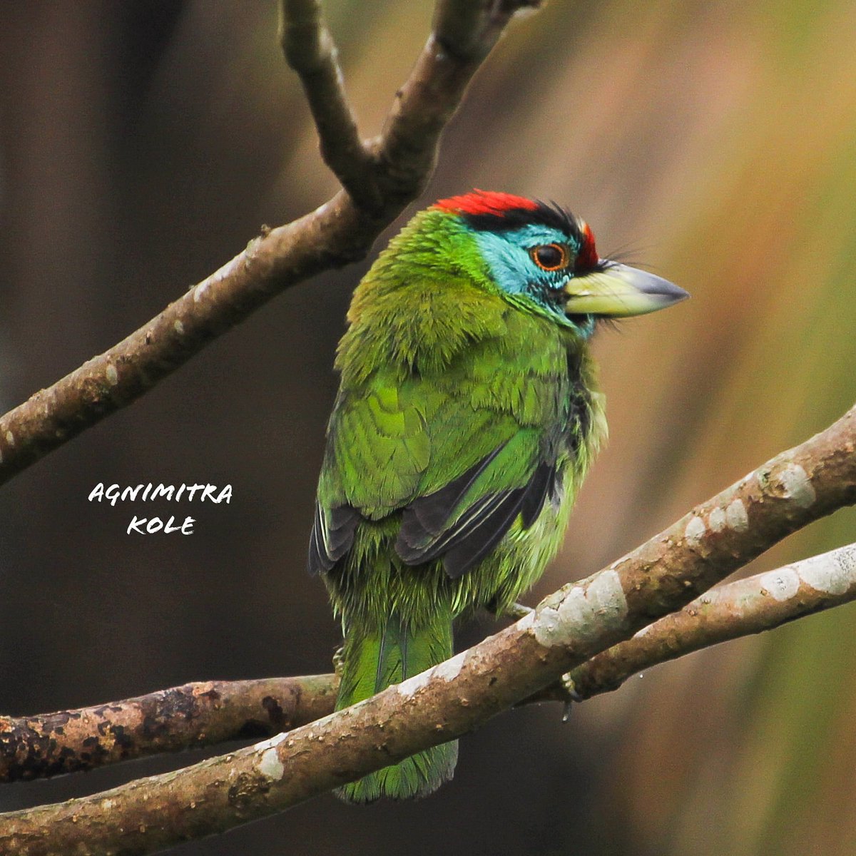 AgnimitraKole's tweet photo. Blue-throated Barbet

#BirdsInBlue 
#IndiAves #birdphotography #ThePhotoHour #birds #TwitterNatureCommunity #dailyphoto #birdwatching @ParveenKaswan @ChandrakalaRat7 @Avibase https://t.co/EVHLFnpX6w