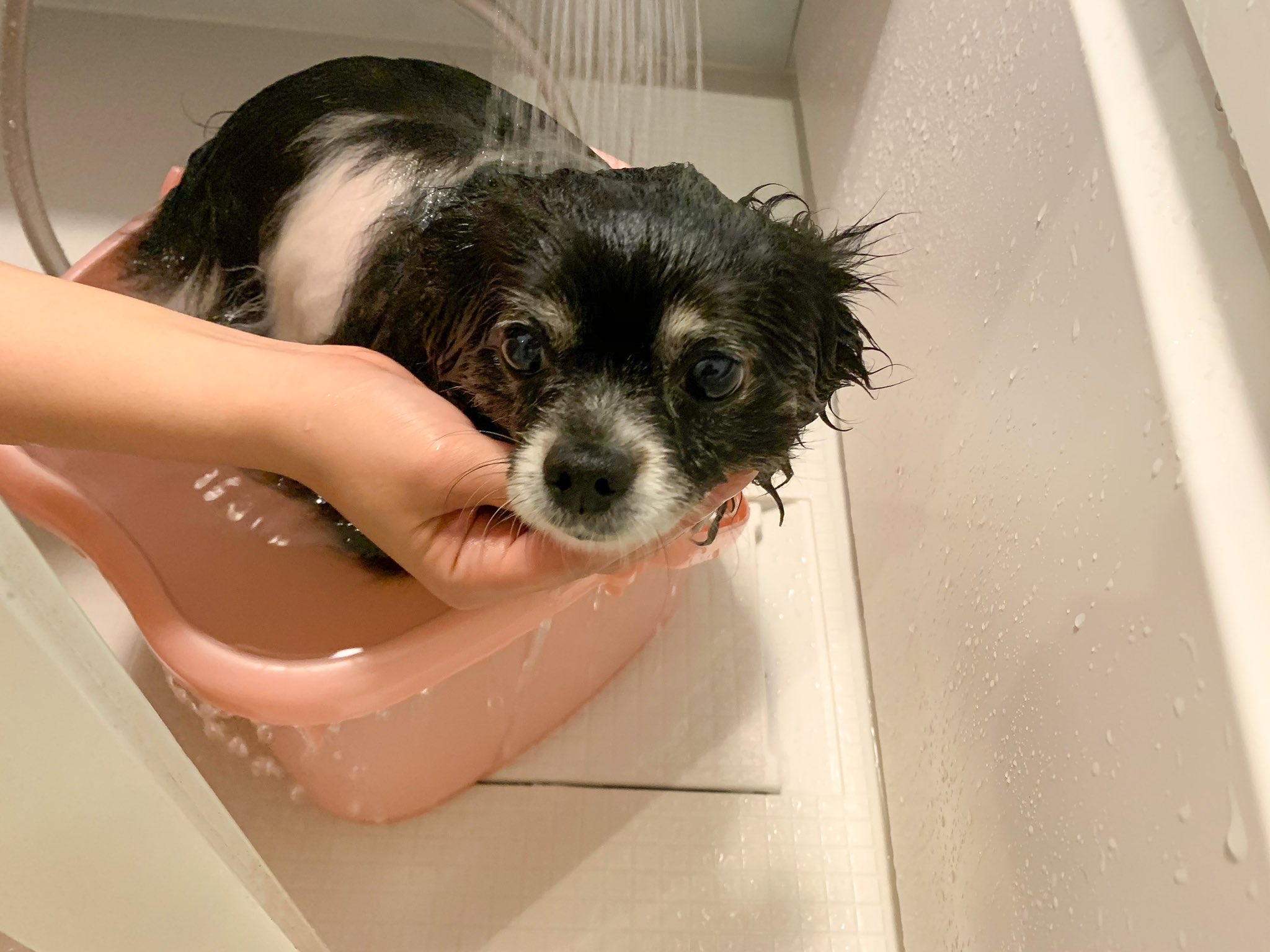 Arika ワンコたちの洗濯写真 がうがう耳大きいなぁ ポメラニアン 黒ポメ ポメチワ ミックス犬 寒くなる前にお風呂 T Co Ew5fxhwd32 Twitter