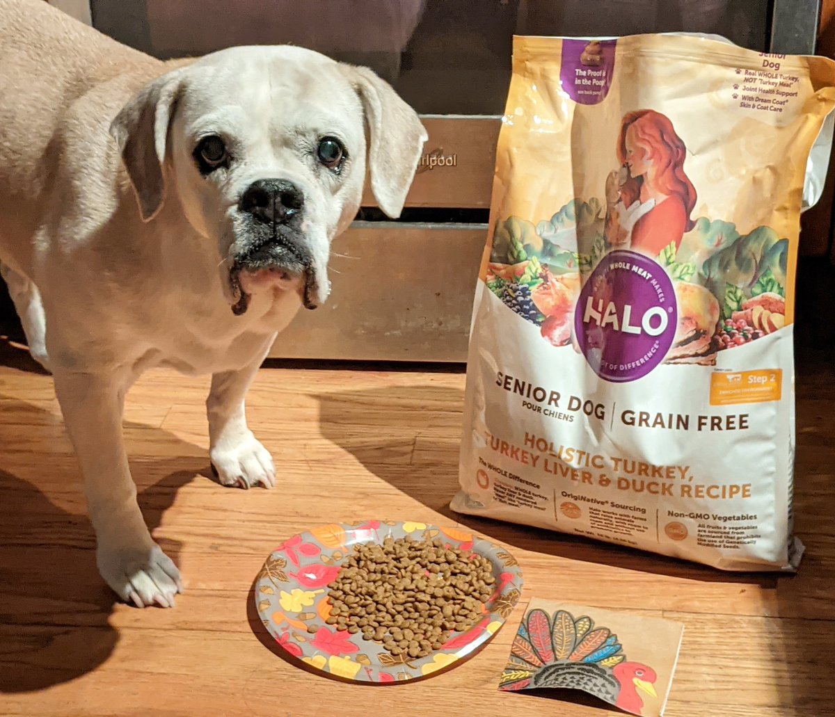 Who needs to wait until Thanksgiving when I have my delicious <a href="/halopets/">Halo Pets</a> turkey and duck senior recipe made with whole meat!🍗😋
#Thanksgiving
#dogs