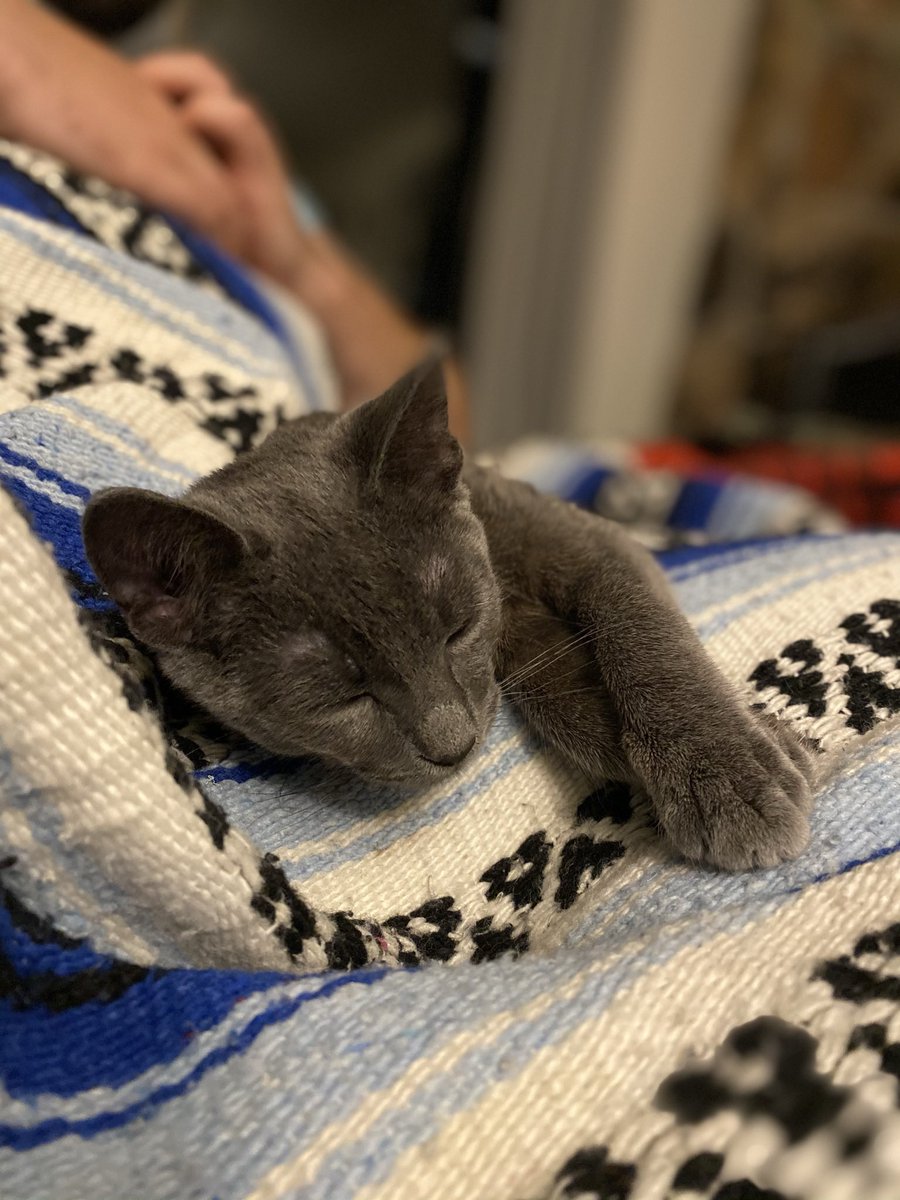 idealistmuse's tweet photo. this year has been shit, but in the category of Splendid Happenings, i got married and we adopted a kitten directly afterwards. holding onto the glimmers of joy in these tumultuous times. https://t.co/8xKAUnnaHw