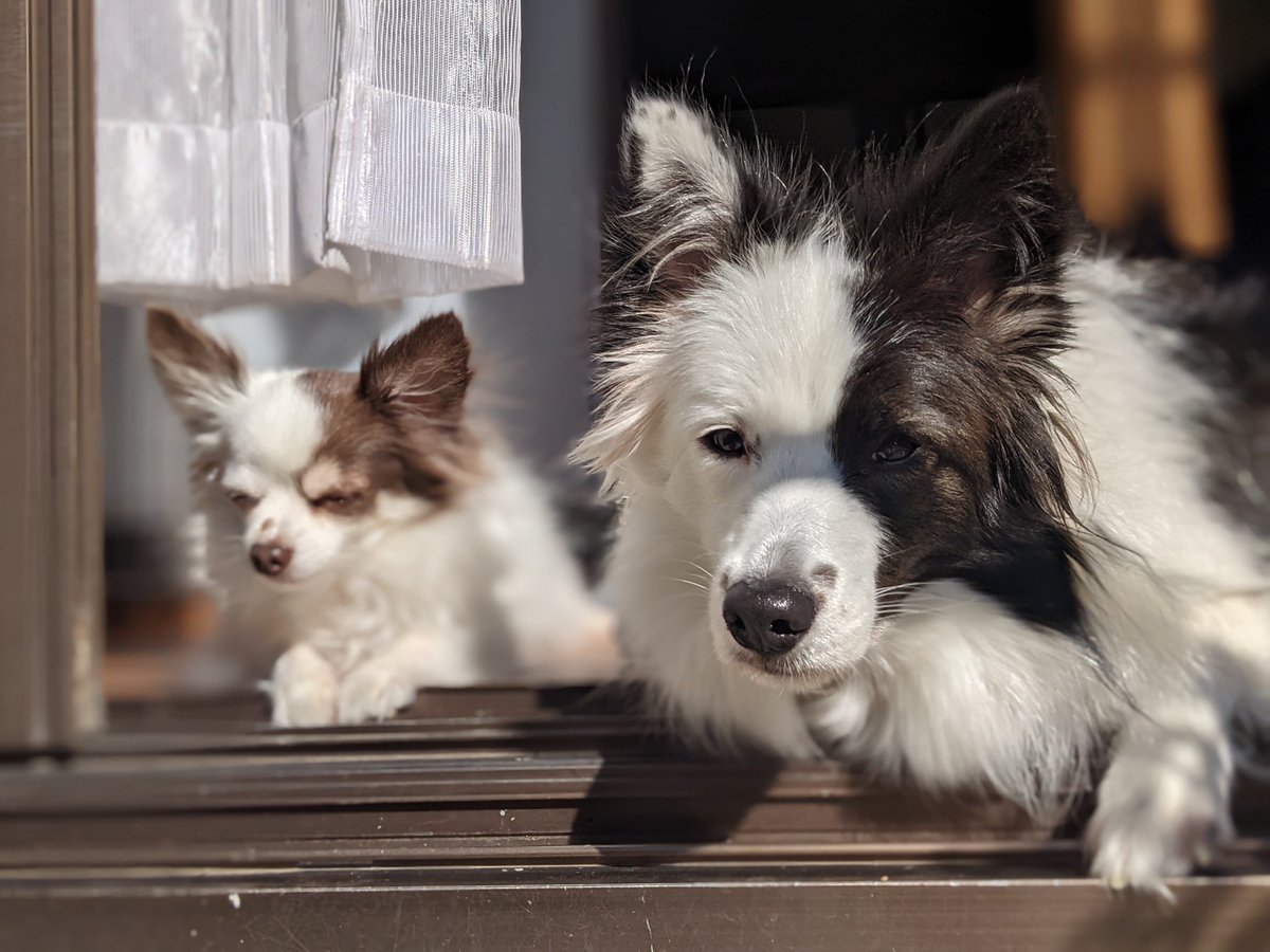 アメリはボーダーコリー Amelie 0109 Twitter