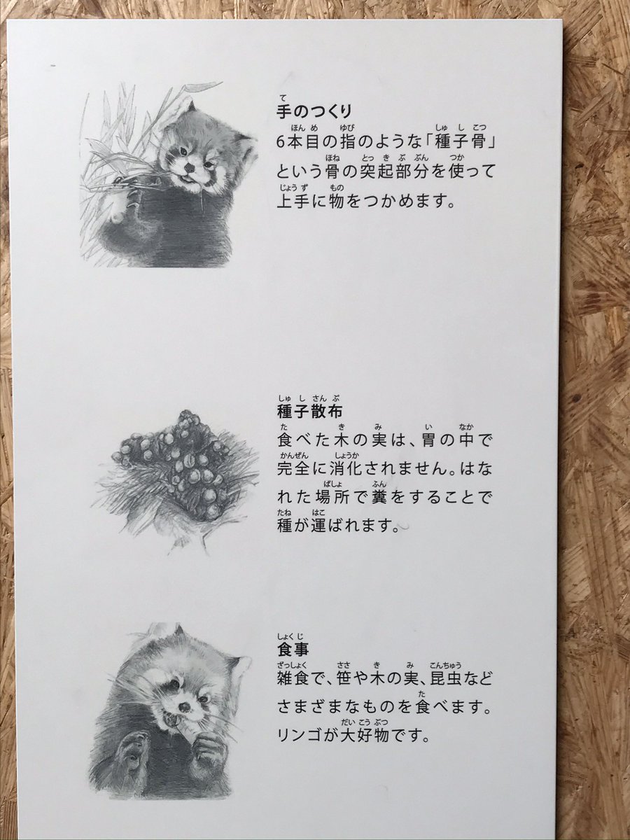 朔羅 イラストも可愛い 円山動物園 朔羅 イラストも可愛い 円山動物園