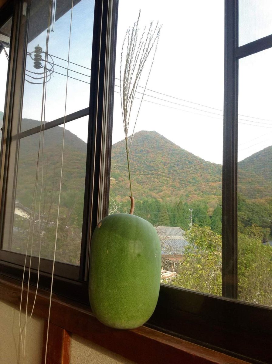 Haikake's tweet photo. 冬瓜と枯れ芒、我の名は、

冬瓜  芒之助

お〜れ〜、、、、は
か〜わ〜ら〜、、、の
枯れ芒〜

(冬瓜の果柄部分に綺麗に枯れすすきが突き刺さりました。)

風流か？逆風流か？
巡りゆく季節を、過ぎ去りし年月を、山の彼方の幸せを、あれこれ考え一人窓辺に寄りかかる。
男冬瓜   何処へ行く〜 https://t.co/1NrKpm1HGj