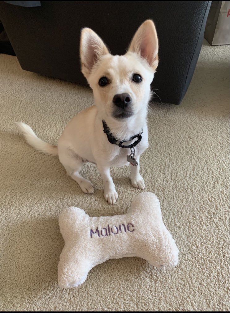 dlaik1's tweet photo. @lindseyadler We got Malone from Korean k9 as well and he’s just the best! A little less floofy than Fisher though. https://t.co/35RjXmnGSH