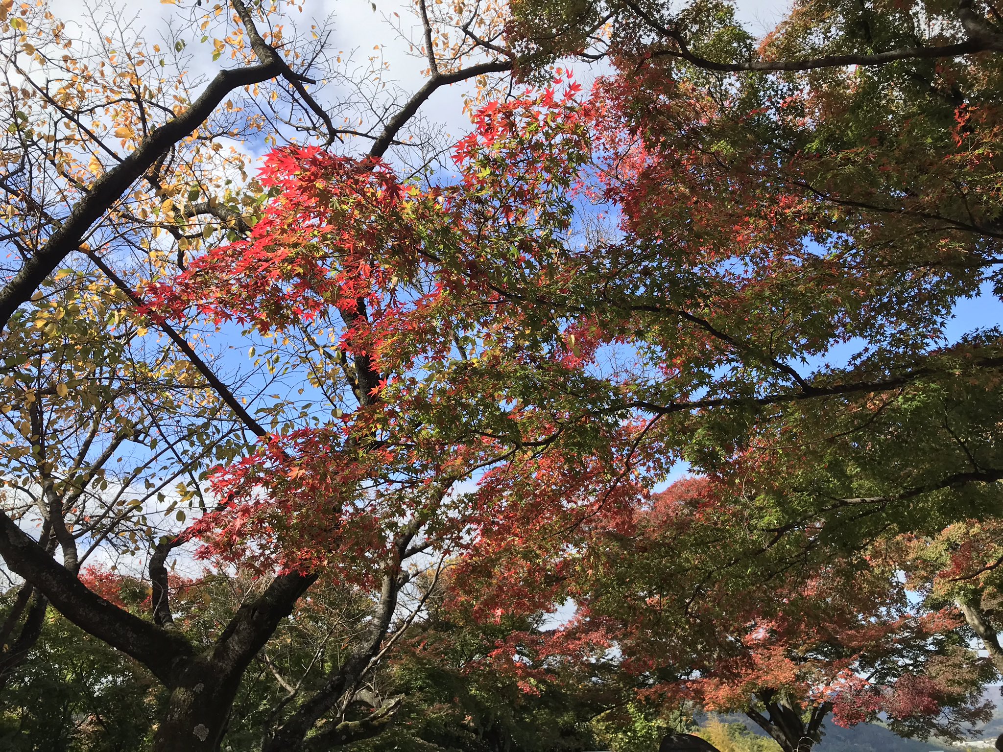 テンプロー D ダイ 石清水八幡宮の紅葉の見頃は来週辺りかな 石清水八幡宮 紅葉 T Co Ottynjskrn Twitter