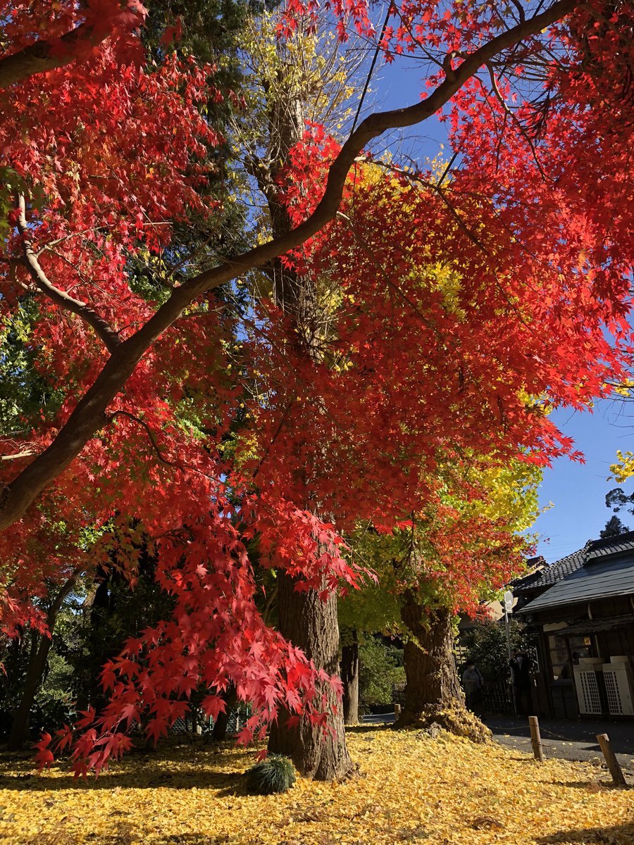 飽き飽きミカン はつみストno9 ペカっこ 柑橘松 成田山公園の紅葉は素晴らしいものがあります 成田山公園 うなりくん