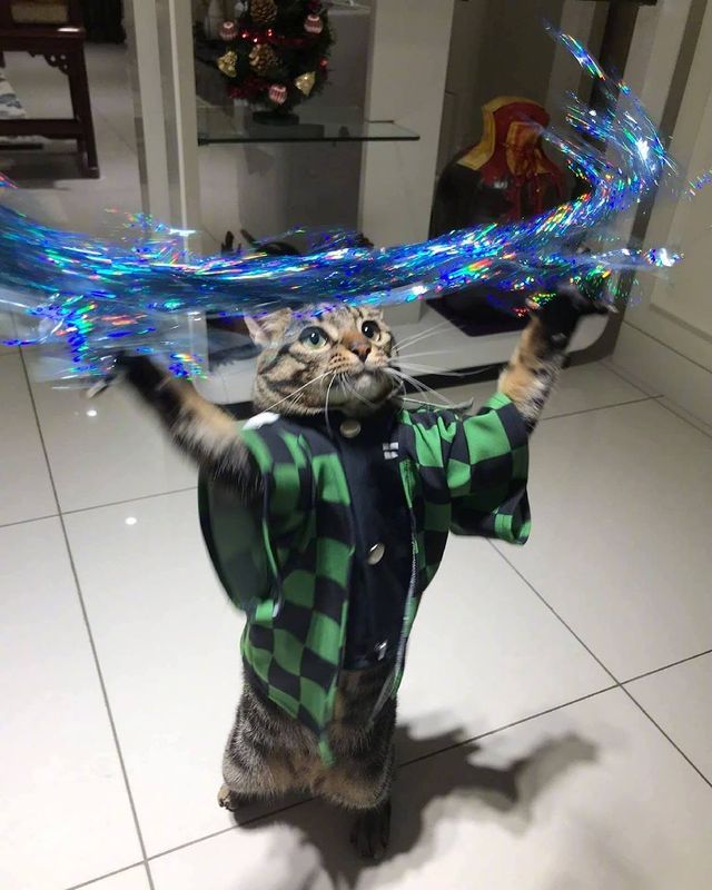 Slash kitty cosplay