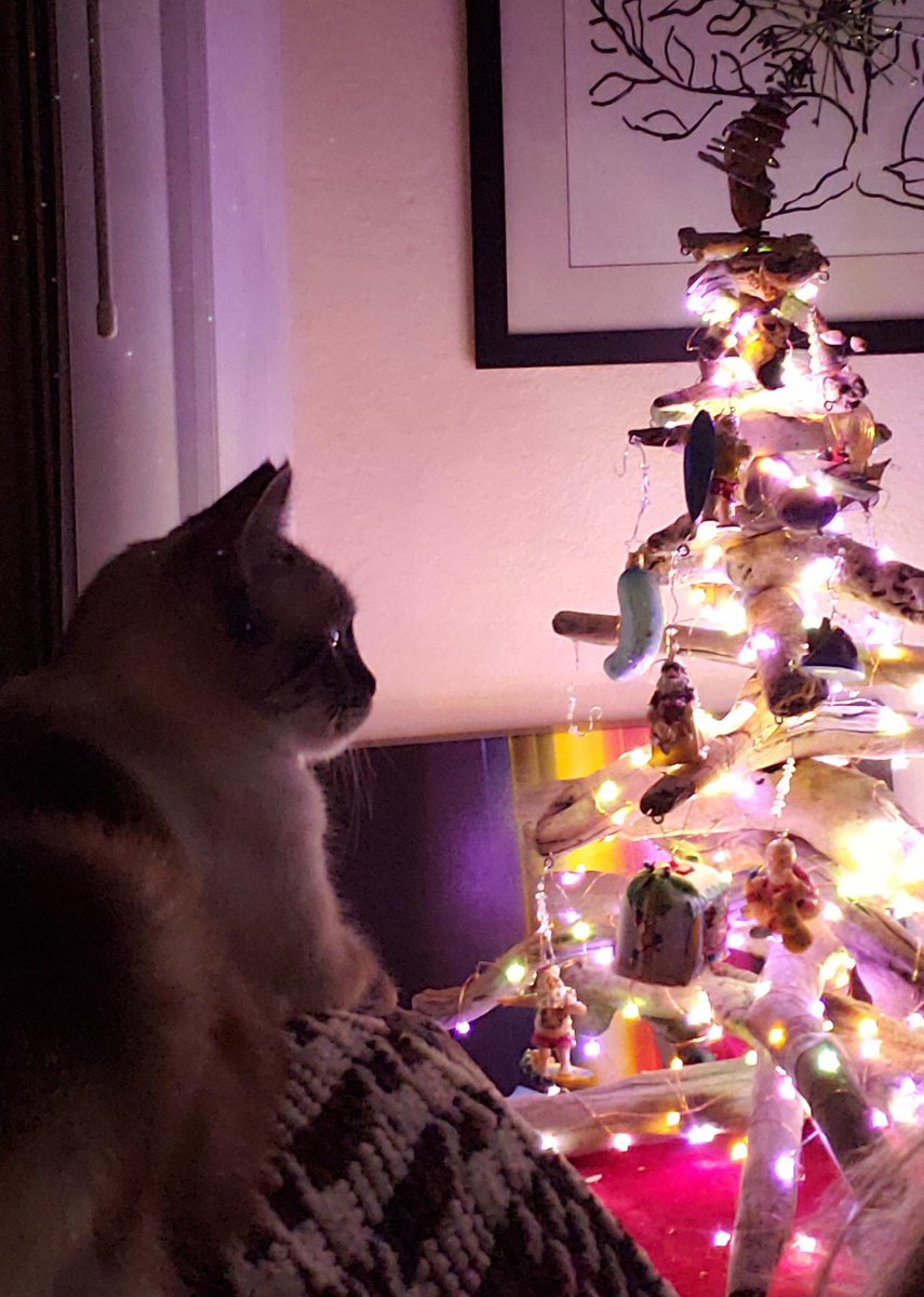 This tree is doomed.   #CatsHateChristmas  https://www.reddit.com/r/ChristmasCats/comments/efixcc/christmas_greetings_from_kitty/