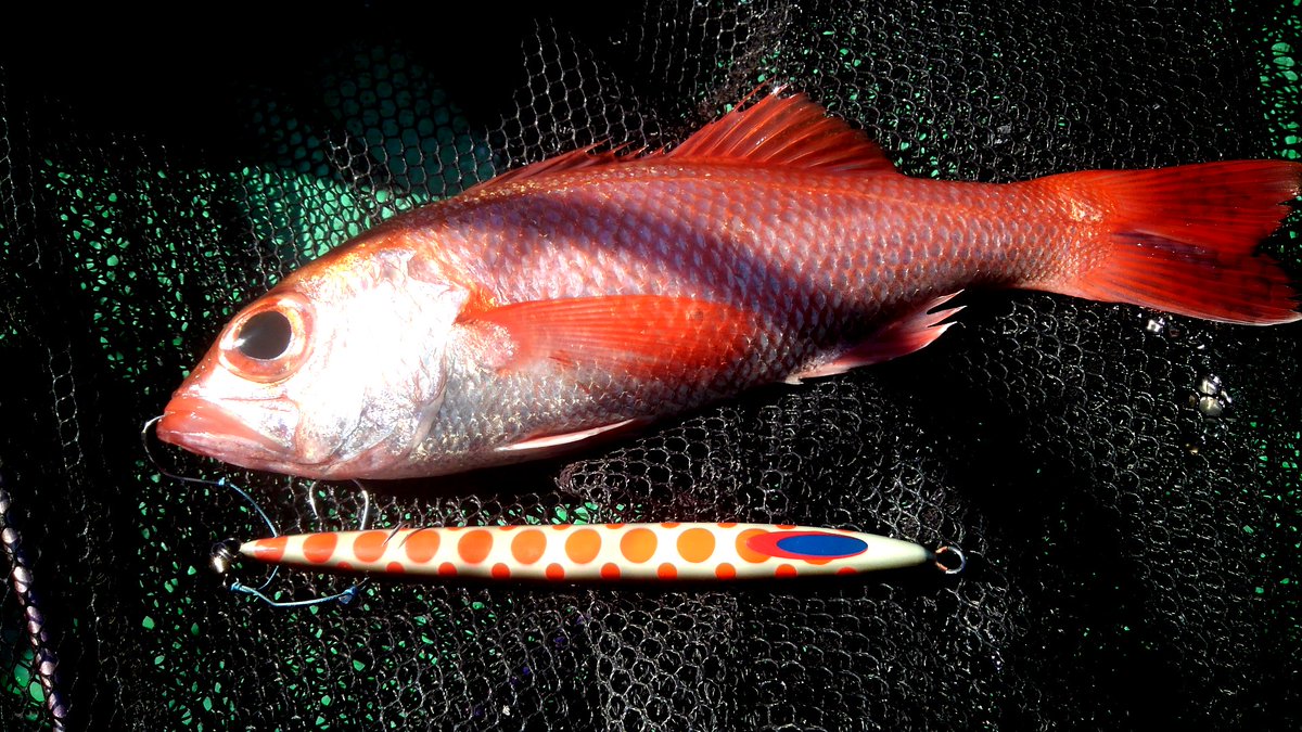 釣っチャンネル 本日の釣果 神奈川県真鶴町 第五嘉丸 にて 笑 アカムツ シロムツ フトツノザメ オシアジガー ディープライナー