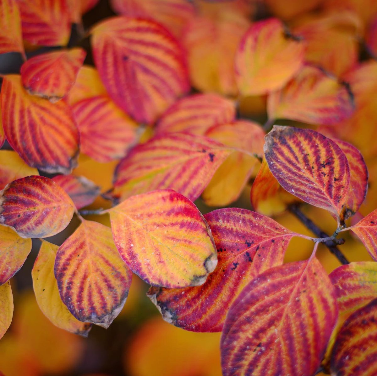 JasonHalley_CSU's tweet image. Sorry Andy Williams, this is the most wonderful time of the year. 🍁🍂 #ThisIsChico @chicostate #WildcatsTerritory