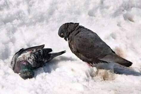 ThaniAli18's tweet photo. "ولأ تحسبن الفراق هين.!"💔 https://t.co/mSFqADvUUl