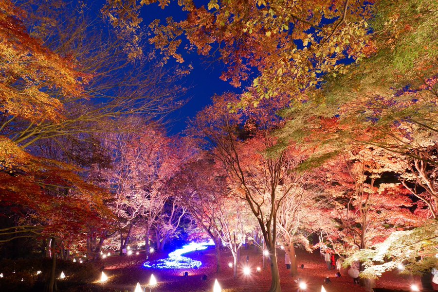 国営武蔵丘陵森林公園スターライトイルミネーション21 22の混雑状況をリアルタイムで知る方法 平日や土日空いてるのは クリーム色の日々