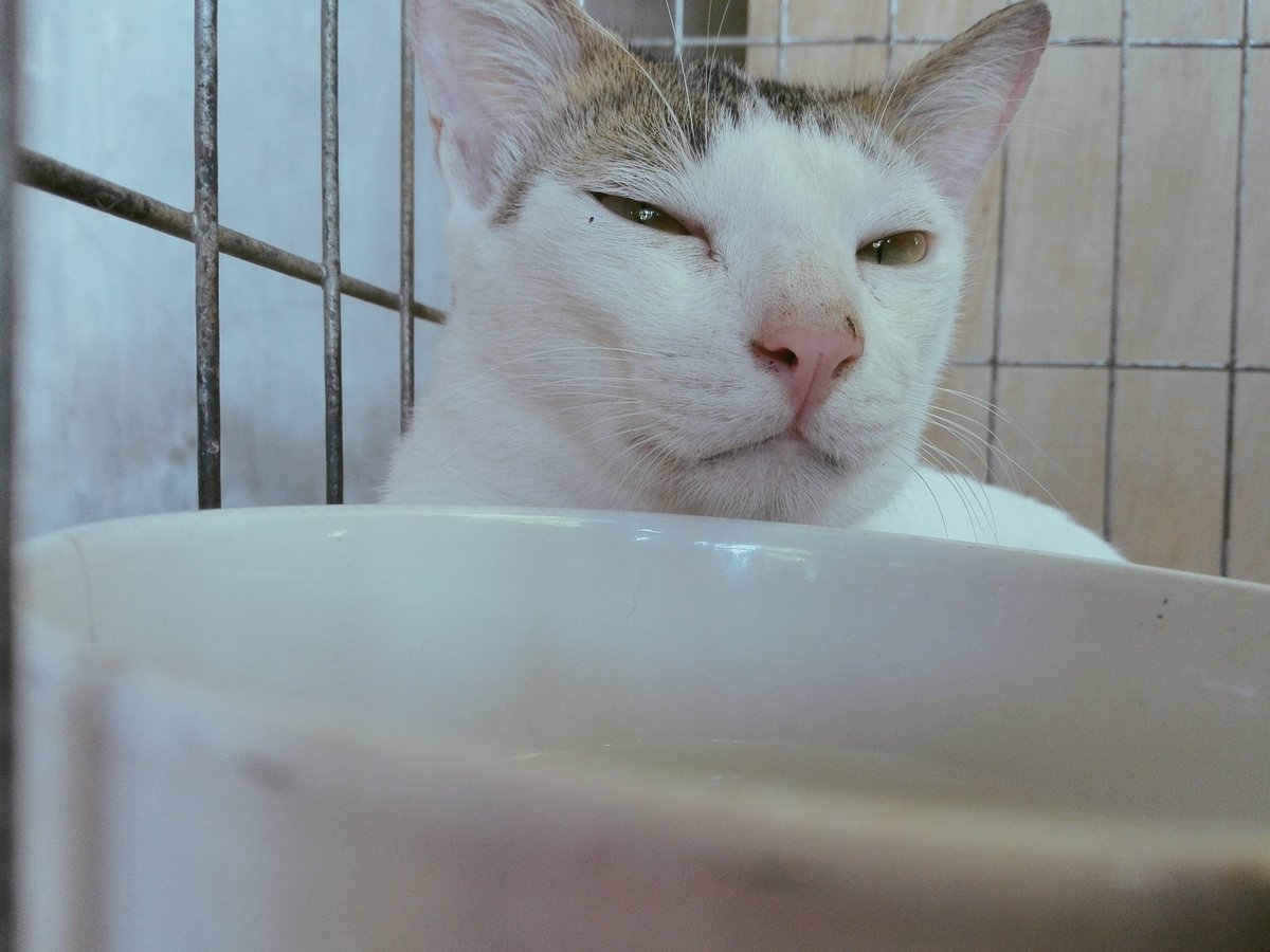 changempire15's tweet photo. My hobbies are breakfast, lunch, and dinner. 😹😹😹
#CatsOfTwitter #CatLovers #CatPh #Catphotography #meow #Meowdel https://t.co/8tgcuDcgFC