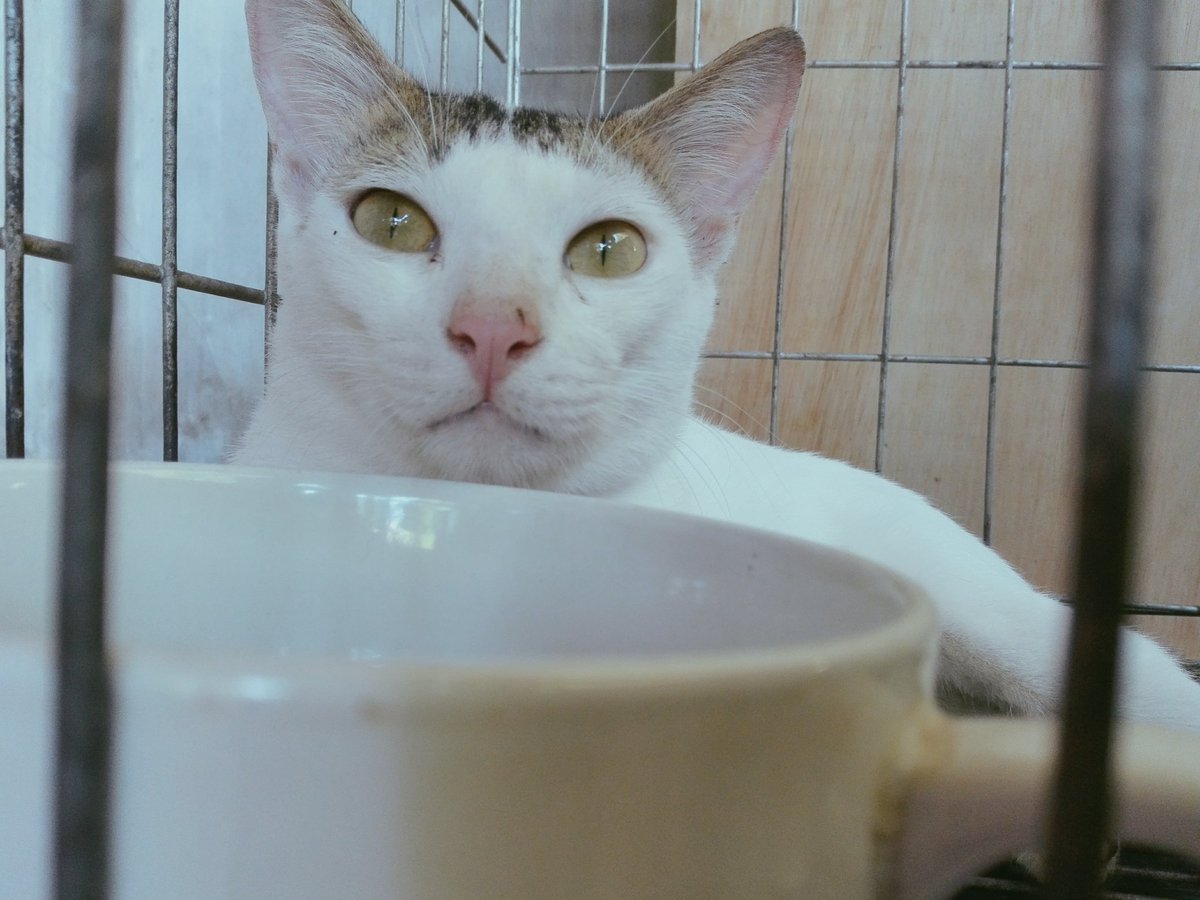 changempire15's tweet photo. My hobbies are breakfast, lunch, and dinner. 😹😹😹
#CatsOfTwitter #CatLovers #CatPh #Catphotography #meow #Meowdel https://t.co/8tgcuDcgFC