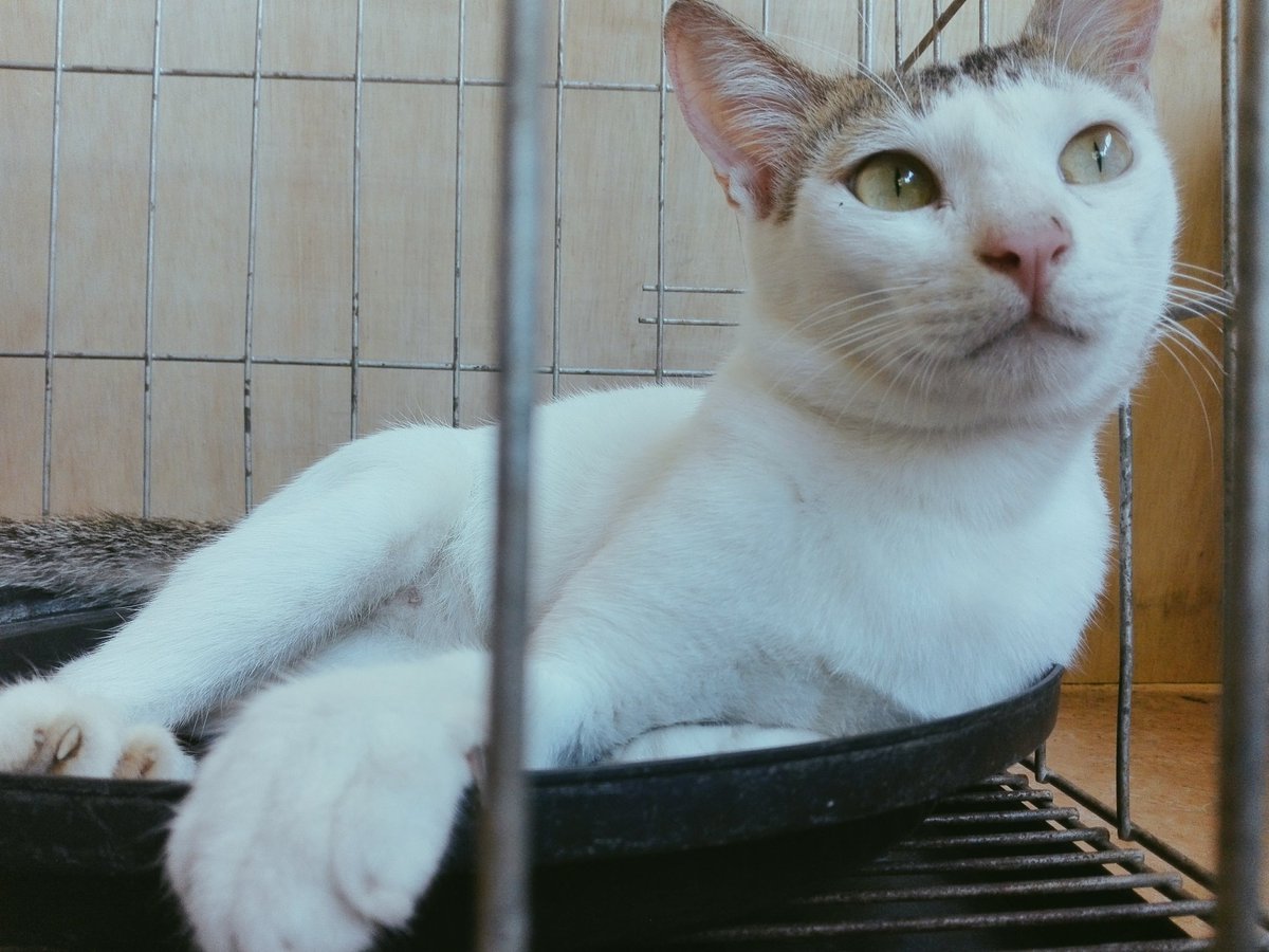 changempire15's tweet photo. My hobbies are breakfast, lunch, and dinner. 😹😹😹
#CatsOfTwitter #CatLovers #CatPh #Catphotography #meow #Meowdel https://t.co/8tgcuDcgFC