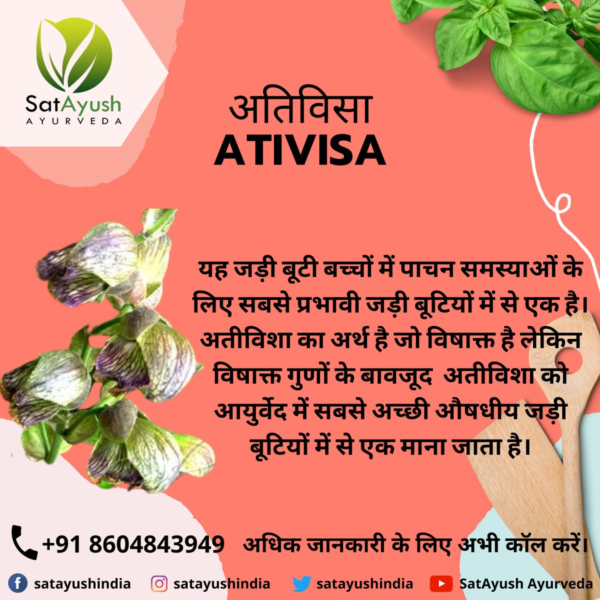 satayushindia's tweet photo. Atis, Ativisha (#AconitumHeterophyllum) - This herb is one of the most effective herb for #digestiveproblems in #children. It has a #carminative action and is #superb for the maintenance of a healthy #digestivesystem.
#satayush #satayushayurveda #natural #ayurveda #ayurvedic https://t.co/YkwB7O1pwx