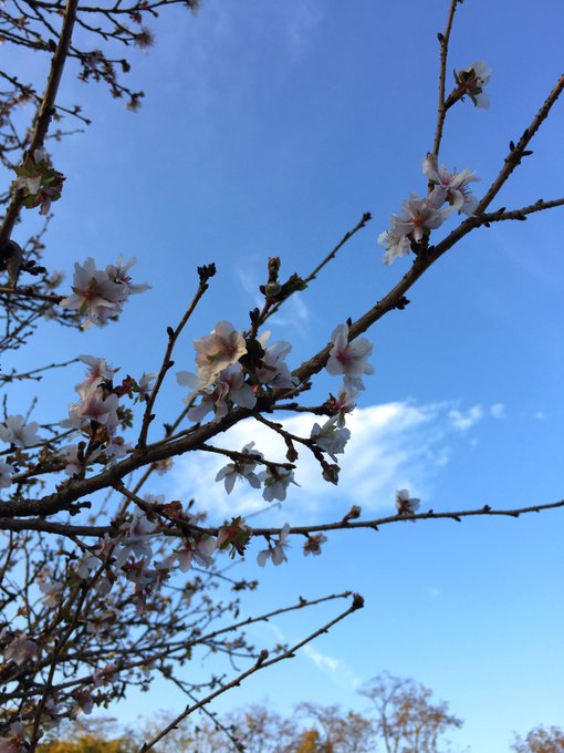 桜?咲いてる…? 