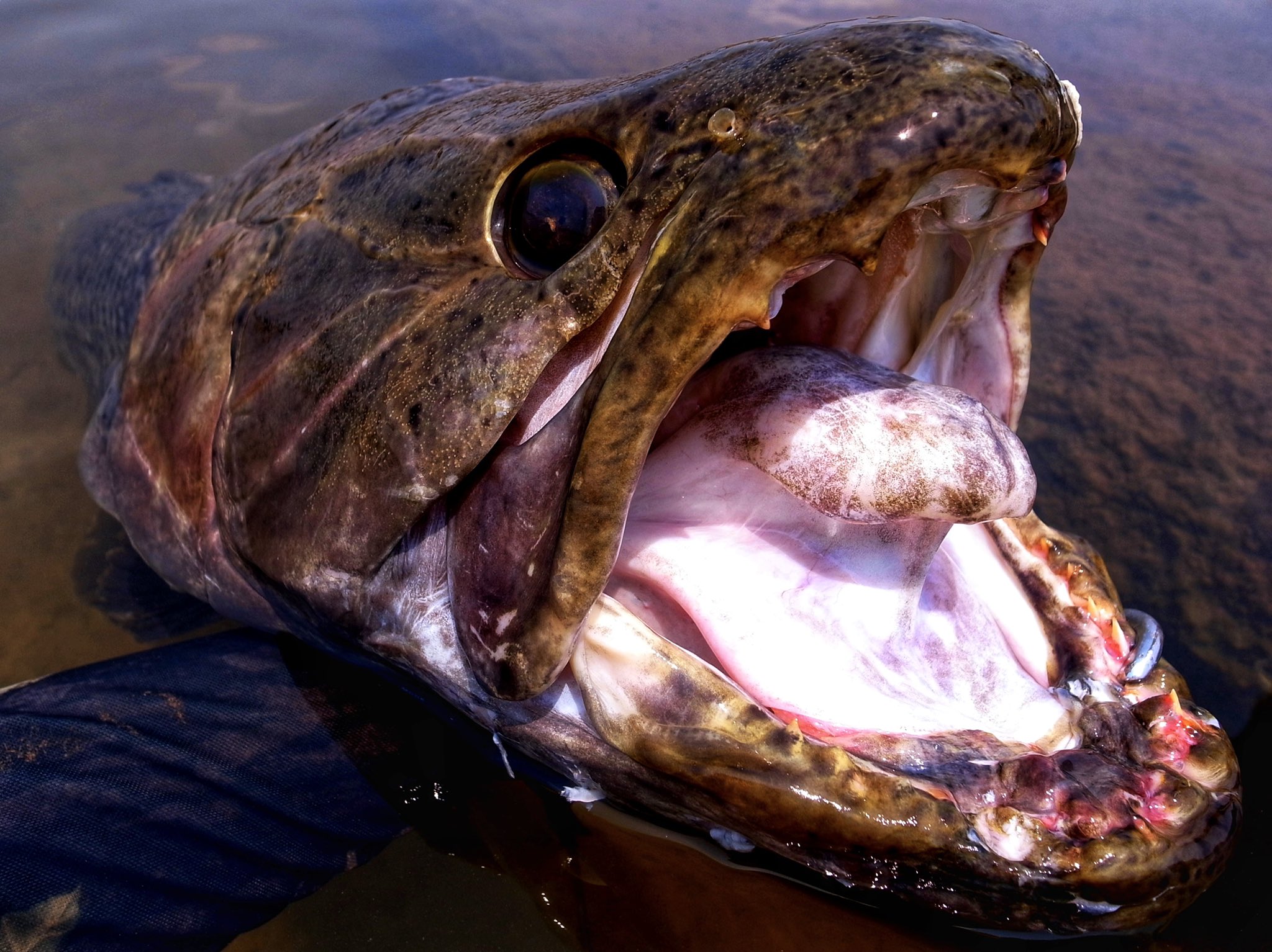 Bombadateru 小さい魚は弱った虫や魚を食べる 数釣りならこの考えでもいい 大きくて強い魚は 元気で健康で栄養のあるベイト が弱った瞬間や隙を狙って食べる ルアーで記録魚を釣りたいのなら この感覚がわからないと T Co Satj8xaxpi
