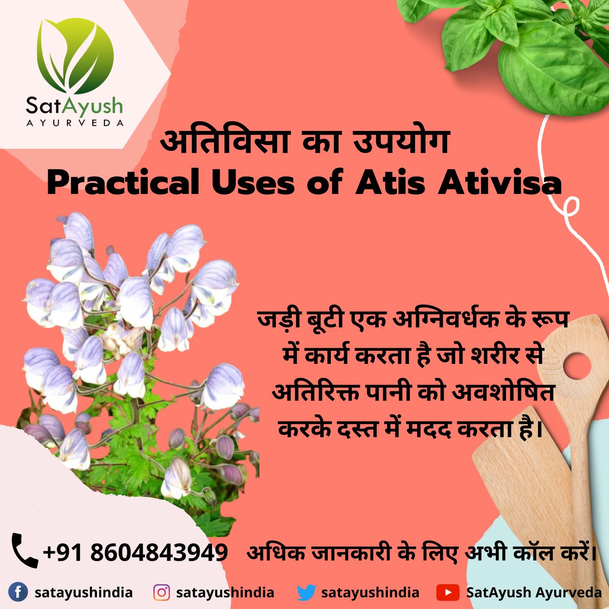 satayushindia's tweet photo. Atis, Ativisha (#AconitumHeterophyllum) - The #herb acts as a #carminative that helps in #diarrhea by #absorbing excess #water from the #body.
#satayush #satayushayurveda #natural #ayurveda #ayurvedic #healthylife #ayurvedaforyou #healthier #healthbenefits #herbalmedicine https://t.co/5hJkJb8fCf