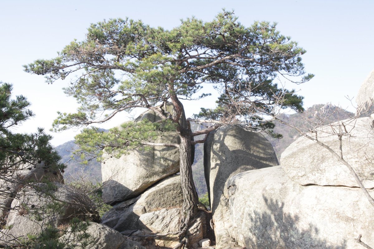 이대로 여도
좋다

좀더 지속적으로 이 삶 살려고
분배의 삶을 살려한다

삼분의 일은 소득없는 농사일에 땀을 흘리고
삼분의 일은 취미로 탁상 공론하고
나머지는 생활비를 버는일로 시간을 보내는거

여러해동안 준비중
거의 다 와 간다.

오후 햇살이 좋다