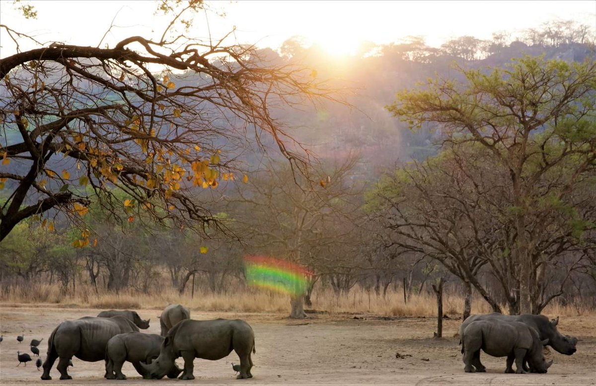 ZimBho_Official's tweet photo. Tucked away in the beautiful Mazowe Valley is Thetford Game Reserve, a private wildlife haven &amp; rhino sanctuary . Embrace adventure without ever compromising on comfort &amp; style &amp; enjoy educational game drives too!
https://t.co/x1axLFTqCU
#ZimBho👍
#iZimYami
#Vakatsha https://t.co/JopSCJp8QC