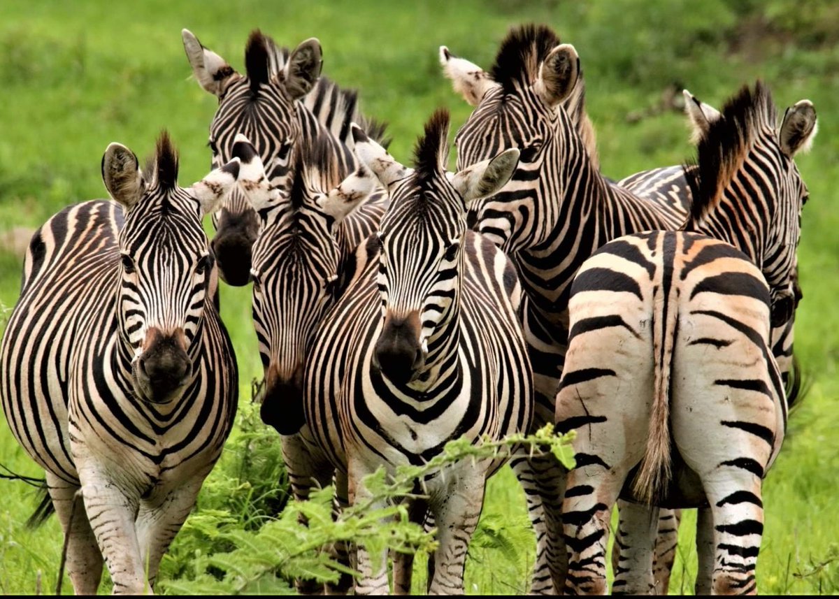 ZimBho_Official's tweet photo. Tucked away in the beautiful Mazowe Valley is Thetford Game Reserve, a private wildlife haven &amp; rhino sanctuary . Embrace adventure without ever compromising on comfort &amp; style &amp; enjoy educational game drives too!
https://t.co/x1axLFTqCU
#ZimBho👍
#iZimYami
#Vakatsha https://t.co/JopSCJp8QC